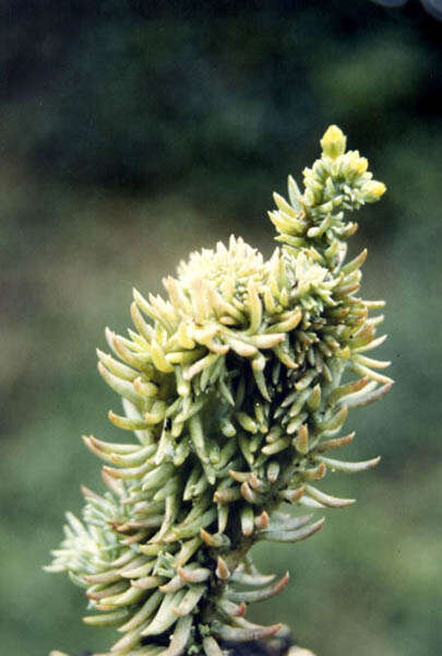 Слика од Petrosedum rupestre (L.) P. Heath