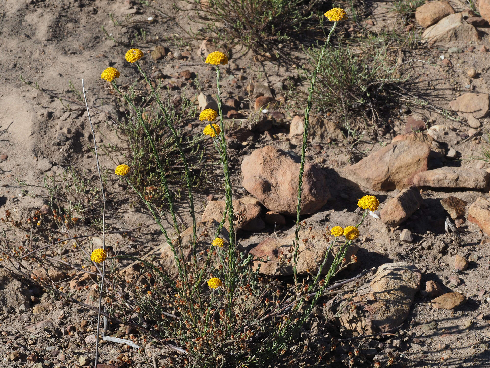 Image of Hymenolepis calva Magoswana & Magee