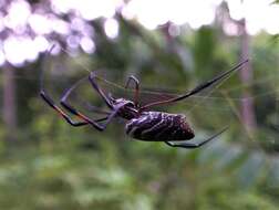 Imagem de Nephila comorana Strand 1916