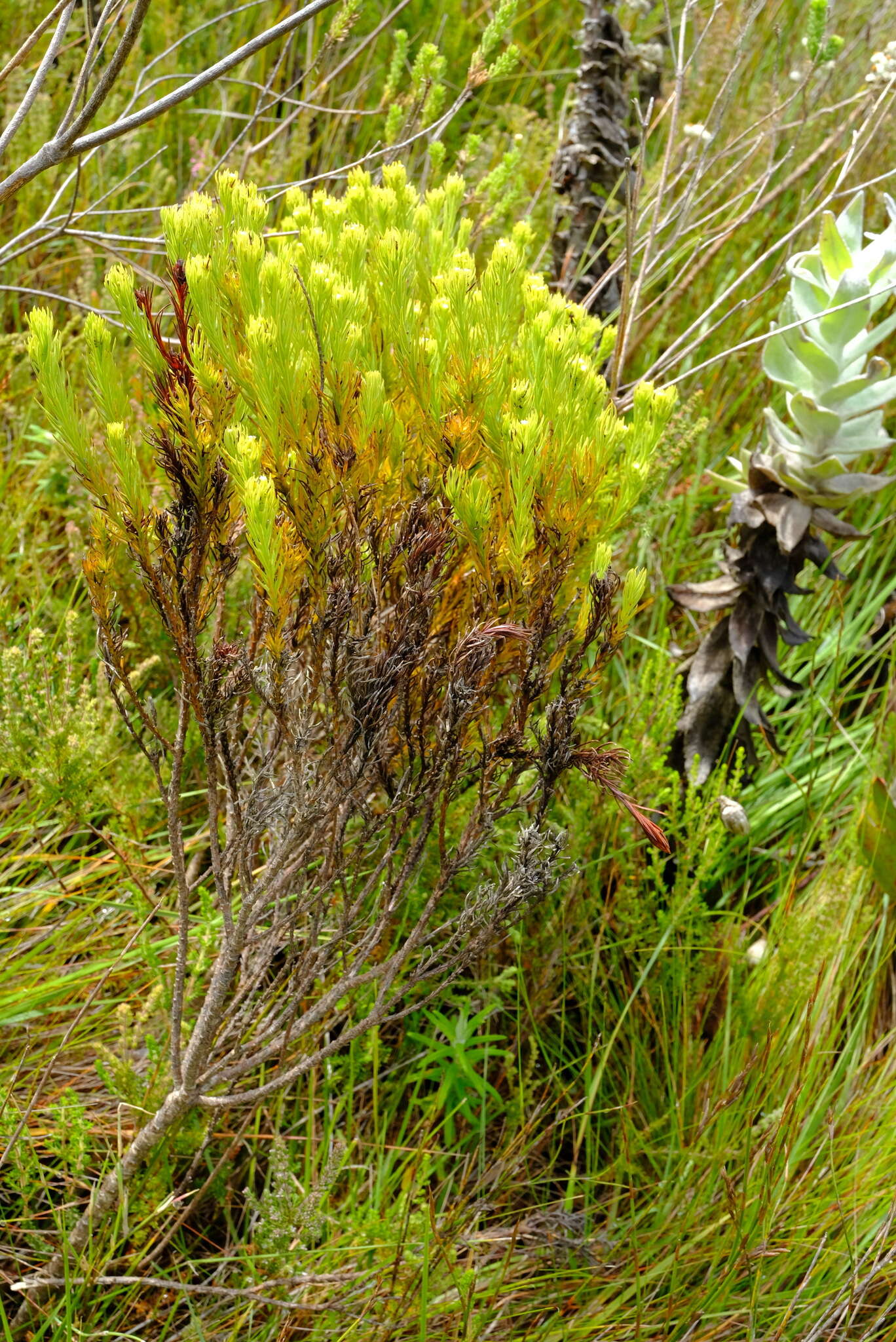 Image of Thesium carinatum A. DC.