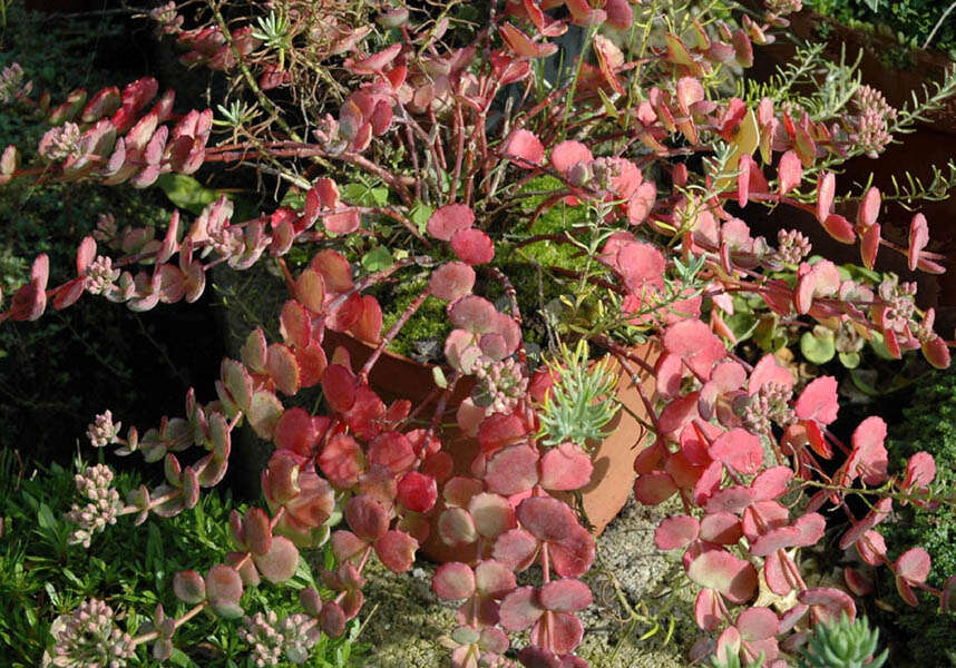 Imagem de Hylotelephium sieboldii (Sweet ex Hook.) H. Ohba