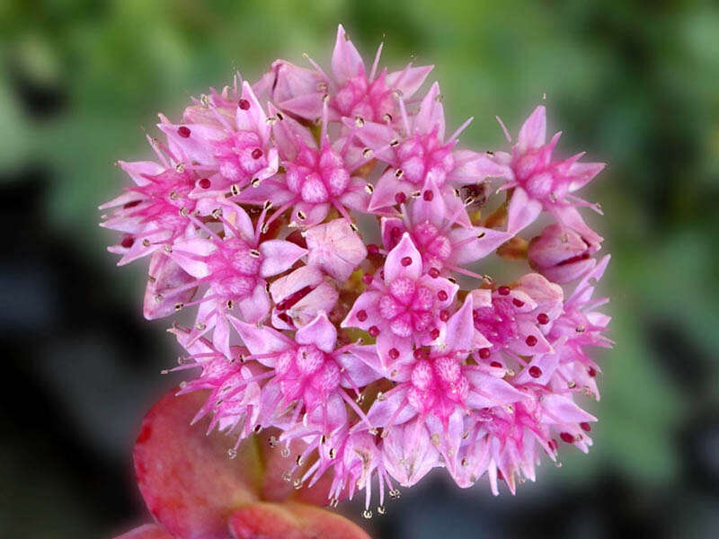 Image of Hylotelephium sieboldii (Sweet ex Hook.) H. Ohba