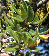 Plancia ëd Cercocarpus ledifolius Nutt.