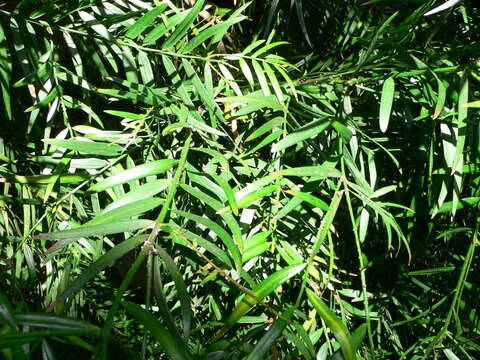 Image of East African Yellowwood