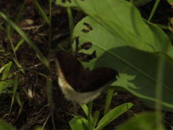 Image of Tanaecia lepidea miyana Fruhstorfer 1913