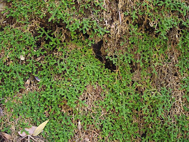 Imagem de Selaginella denticulata (L.) Spring