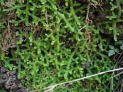 Imagem de Selaginella denticulata (L.) Spring