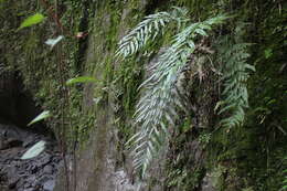 Image de Pteris formosana Bak.