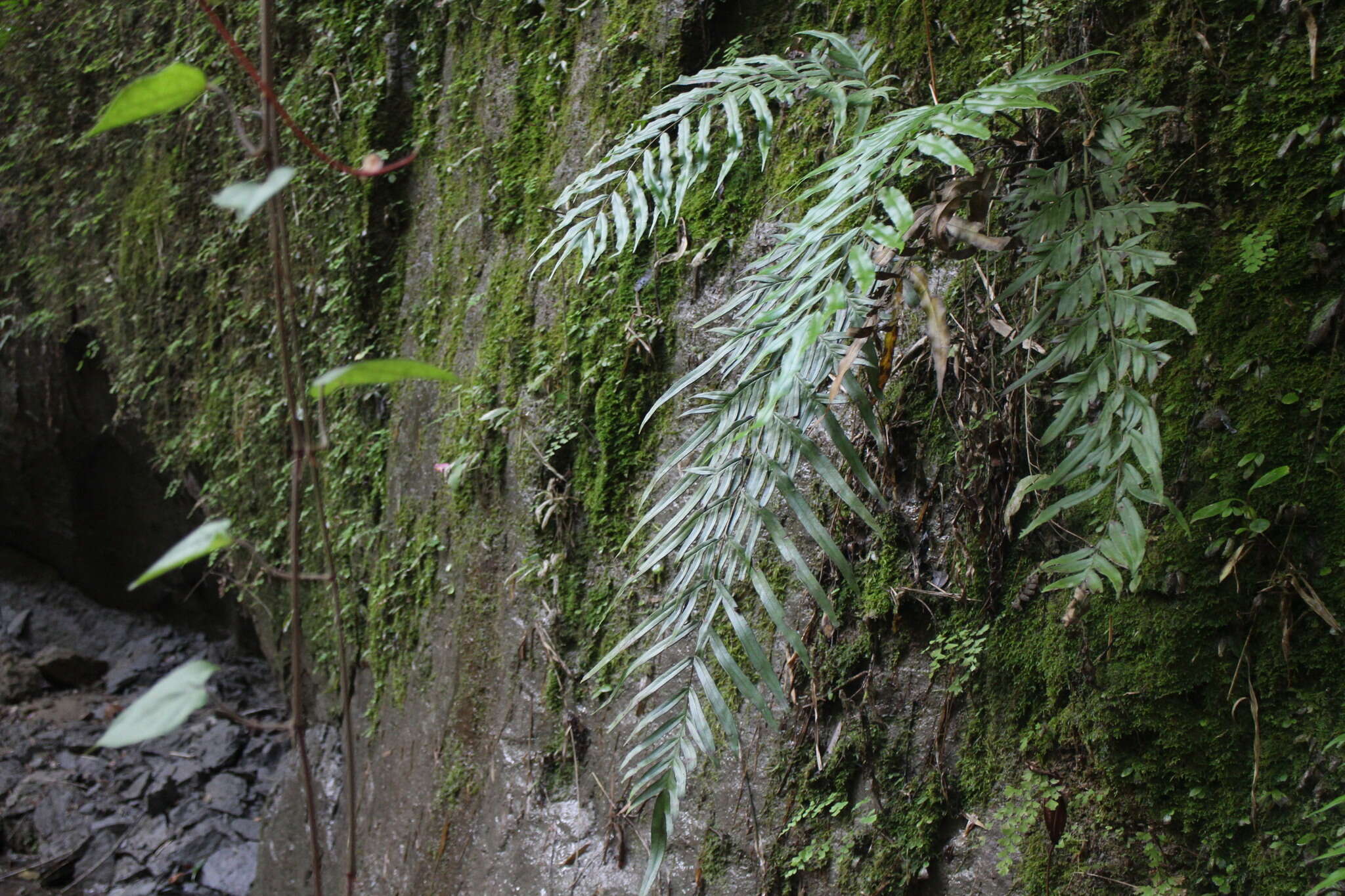 Image of Pteris formosana Bak.