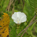 Image of Odonellia hirtiflora (M. Mart. & Gal.) K. Robertson