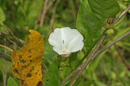 Imagem de Odonellia hirtiflora (M. Mart. & Gal.) K. Robertson