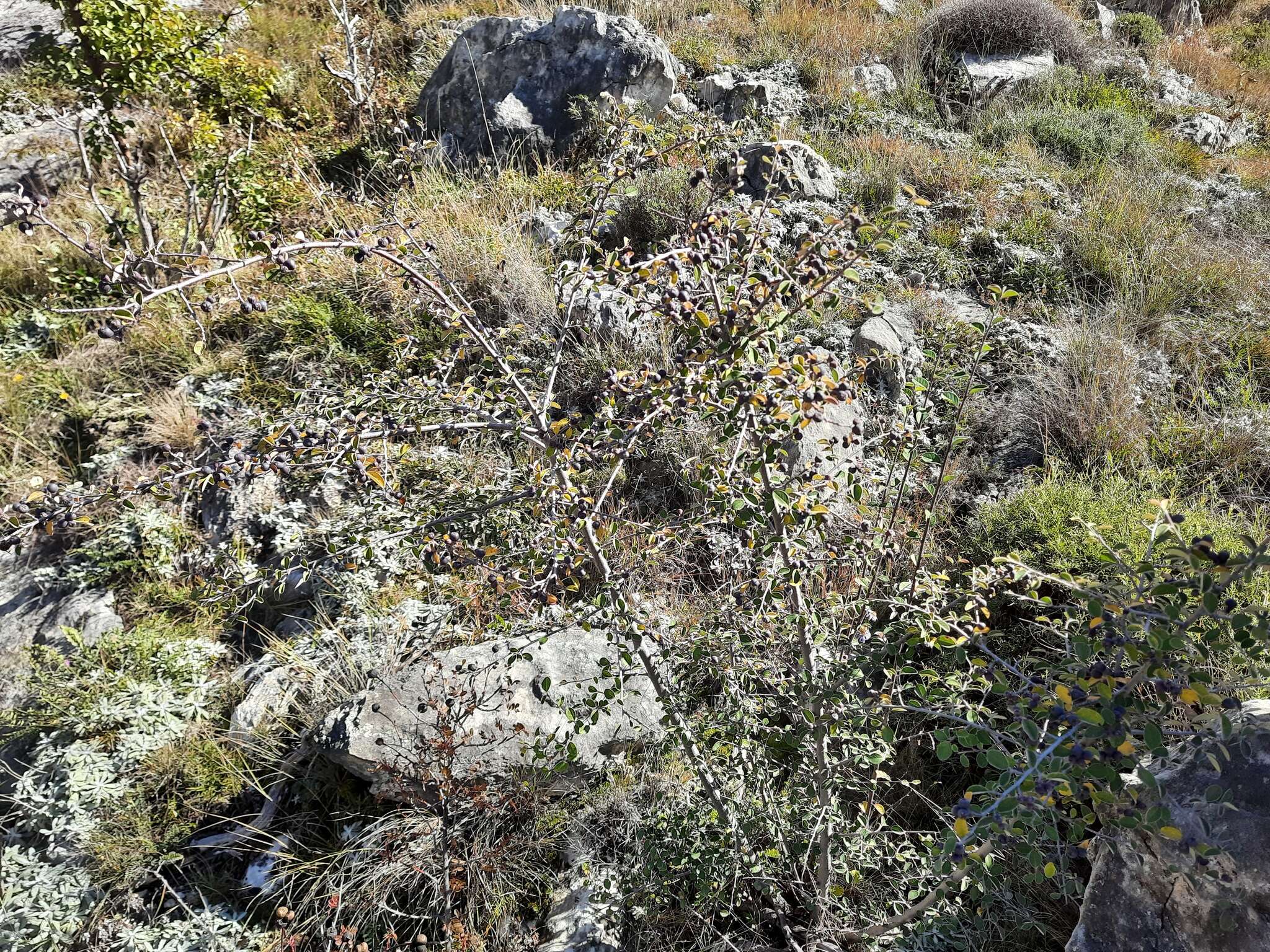 Image of Cotoneaster morulus Pojark.