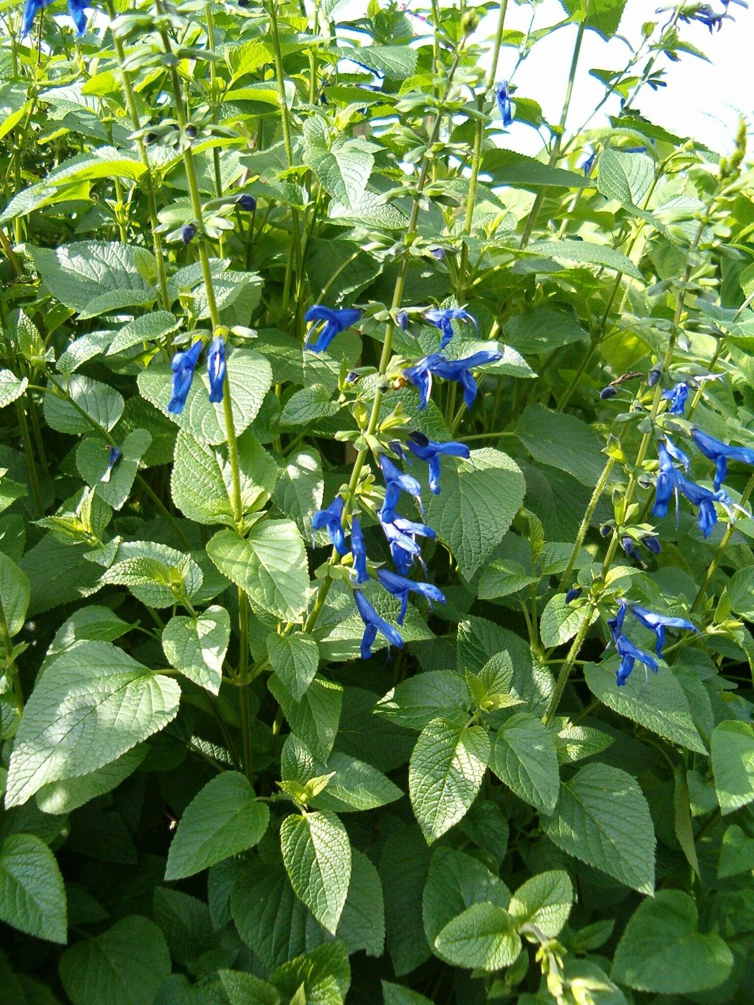 Salvia coerulea Benth. resmi