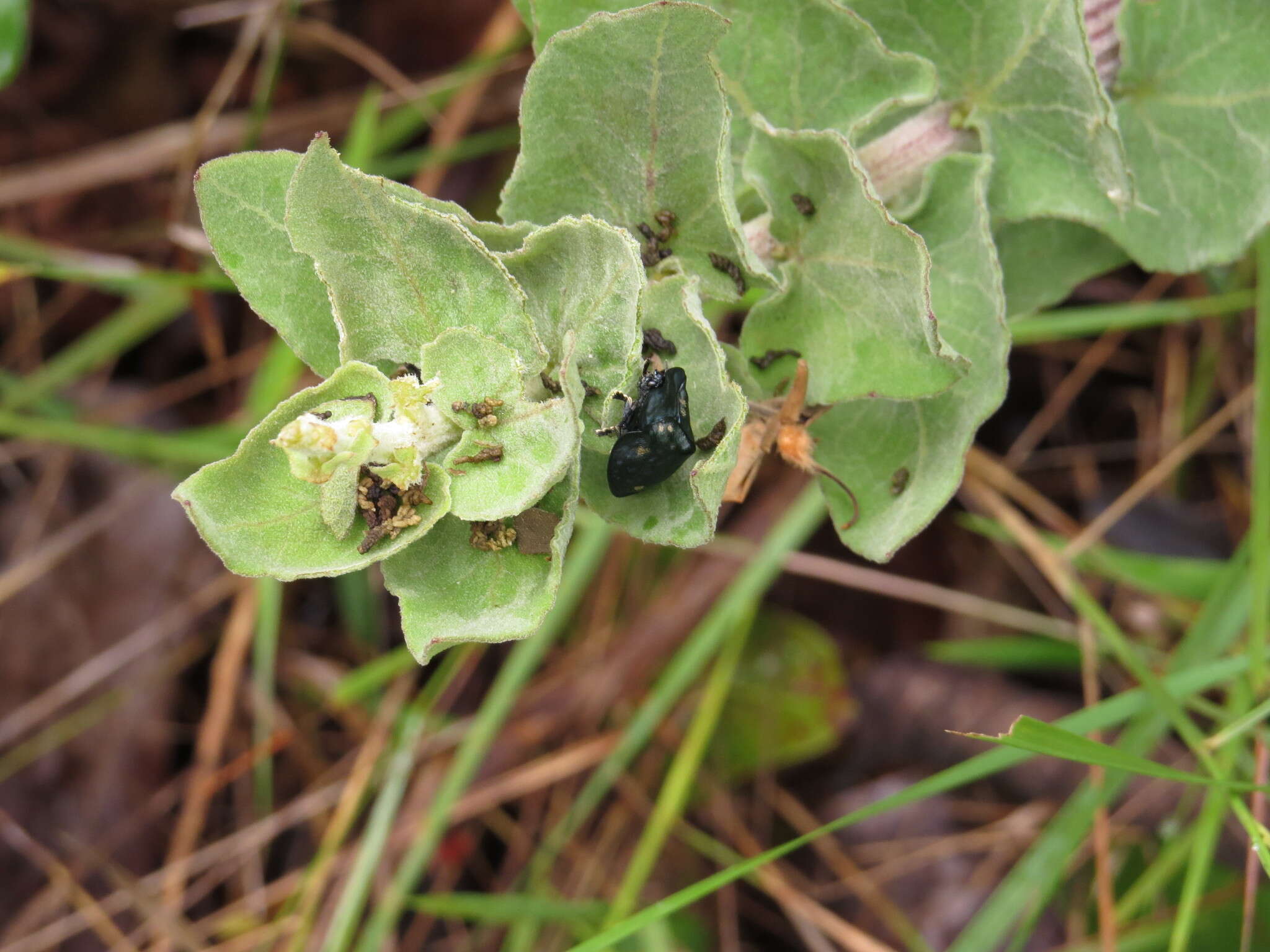 Image of Mikania sessilifolia DC.