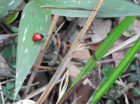 Image of <i>Podagricomela nigricollis</i>