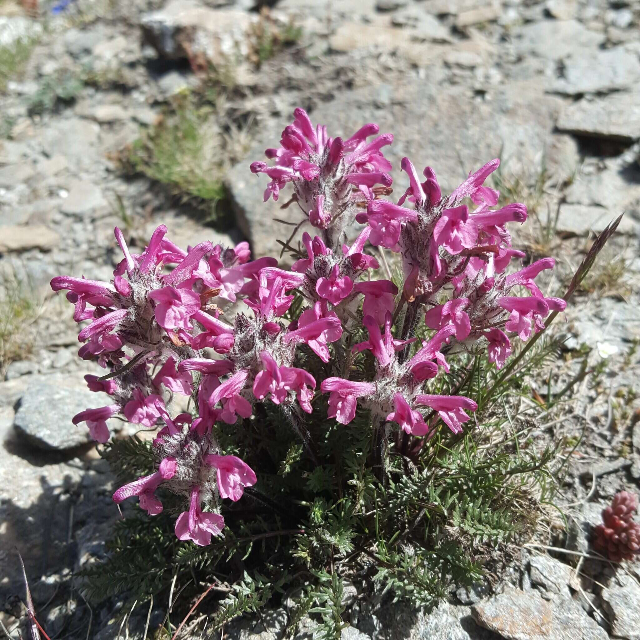 Image of Pedicularis rosea subsp. allionii (Rchb. fil.) E. Mayer