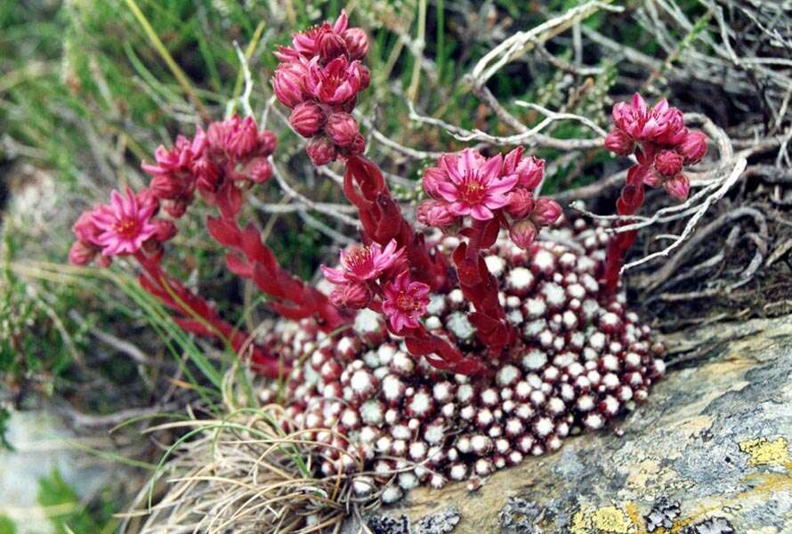 Image of Cobweb Houseleek