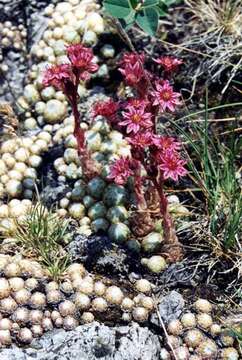 Image of Cobweb Houseleek