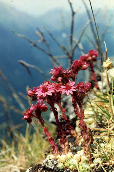 Image of Cobweb Houseleek