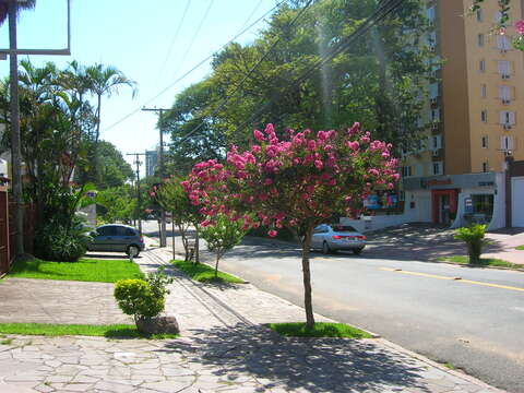 Image of Crape myrtle