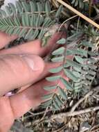 Image of Minthorn's milkvetch