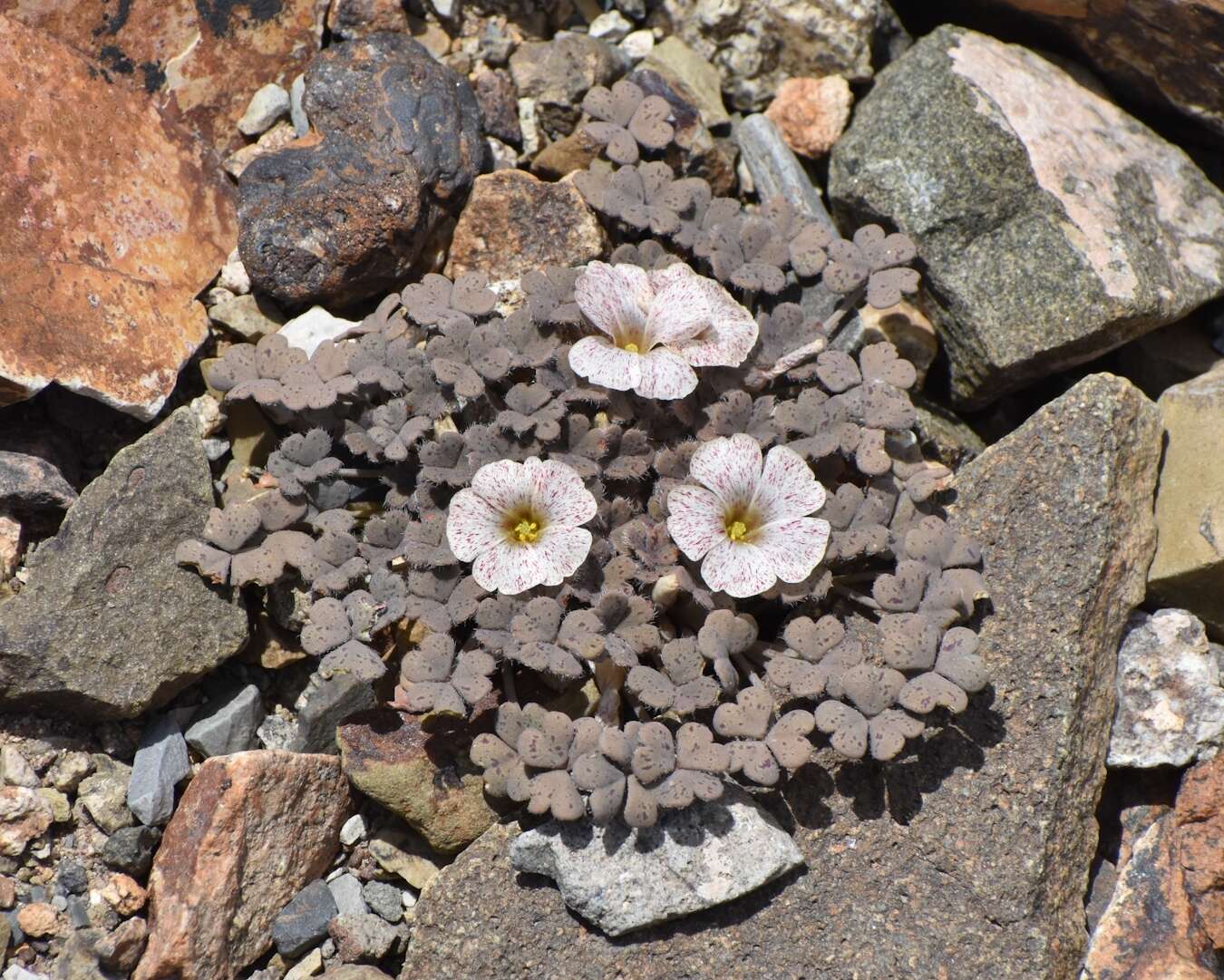 Image of Oxalis chachahuensis Alfonso, Prina & Muiño