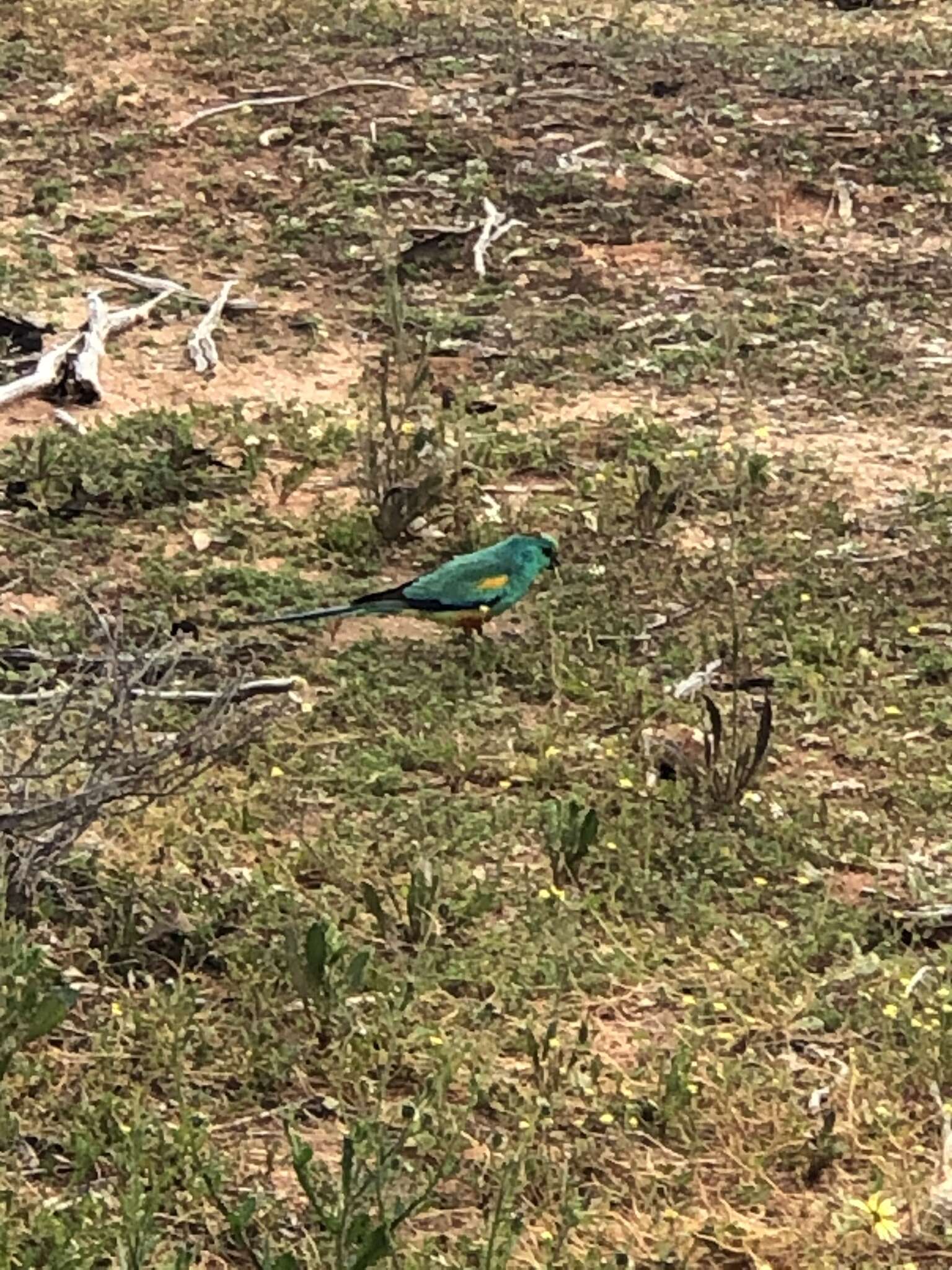 Image of Many-coloured Parakeet