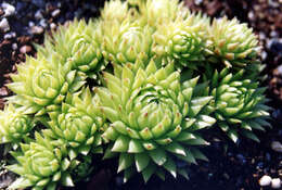 Image of common houseleek