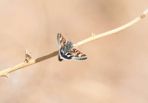 Plancia ëd <i>Schinia graefiana</i>