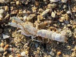 Image of Mediterranean mud shrimp