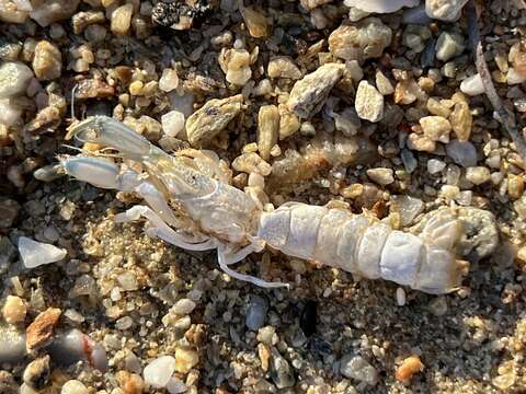 Image of Mediterranean mud shrimp