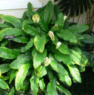 Image de Spathiphyllum floribundum (Linden & André) N. E. Br.