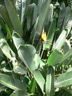 Image of Bird of paradise plant