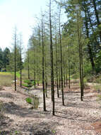 Image of Pond-Cypress