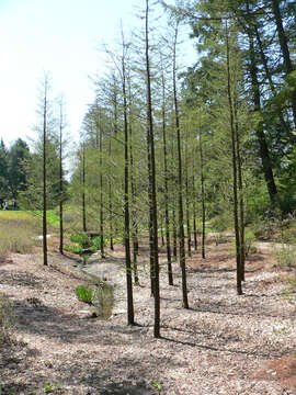 Image of Pond-Cypress