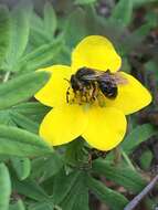 Image of Andrena miranda Smith 1879