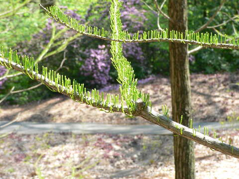 Image of Pond-Cypress