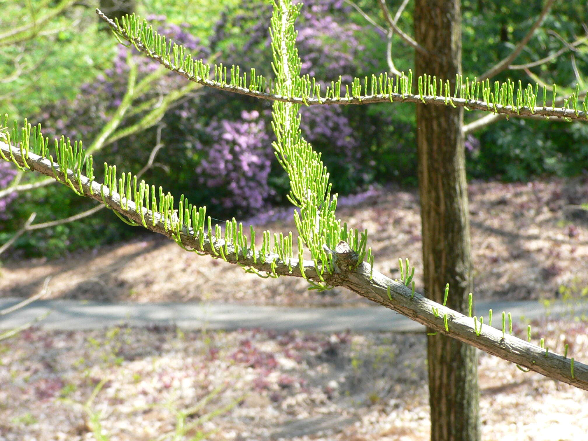 Image of Pond-Cypress