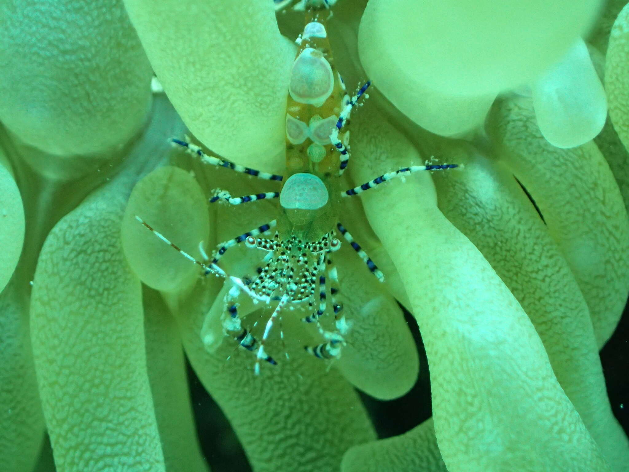 Image of Spotted cleaner shrimp