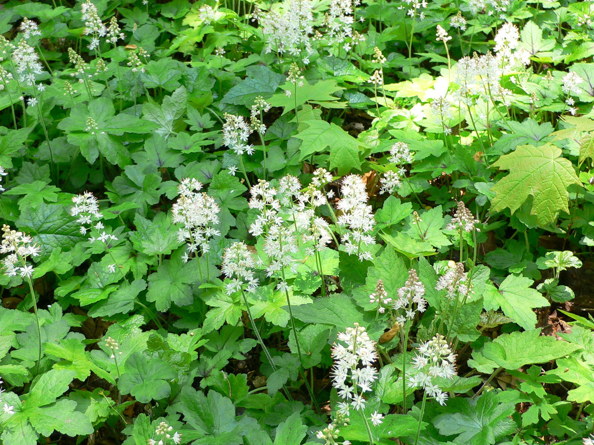 Image of Heartleaved foamflower