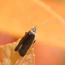 Image of Leistomorpha brontoscopa Meyrick 1884