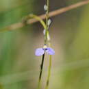 Sivun Comesperma defoliatum F. Müll. kuva