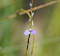 Sivun Comesperma defoliatum F. Müll. kuva