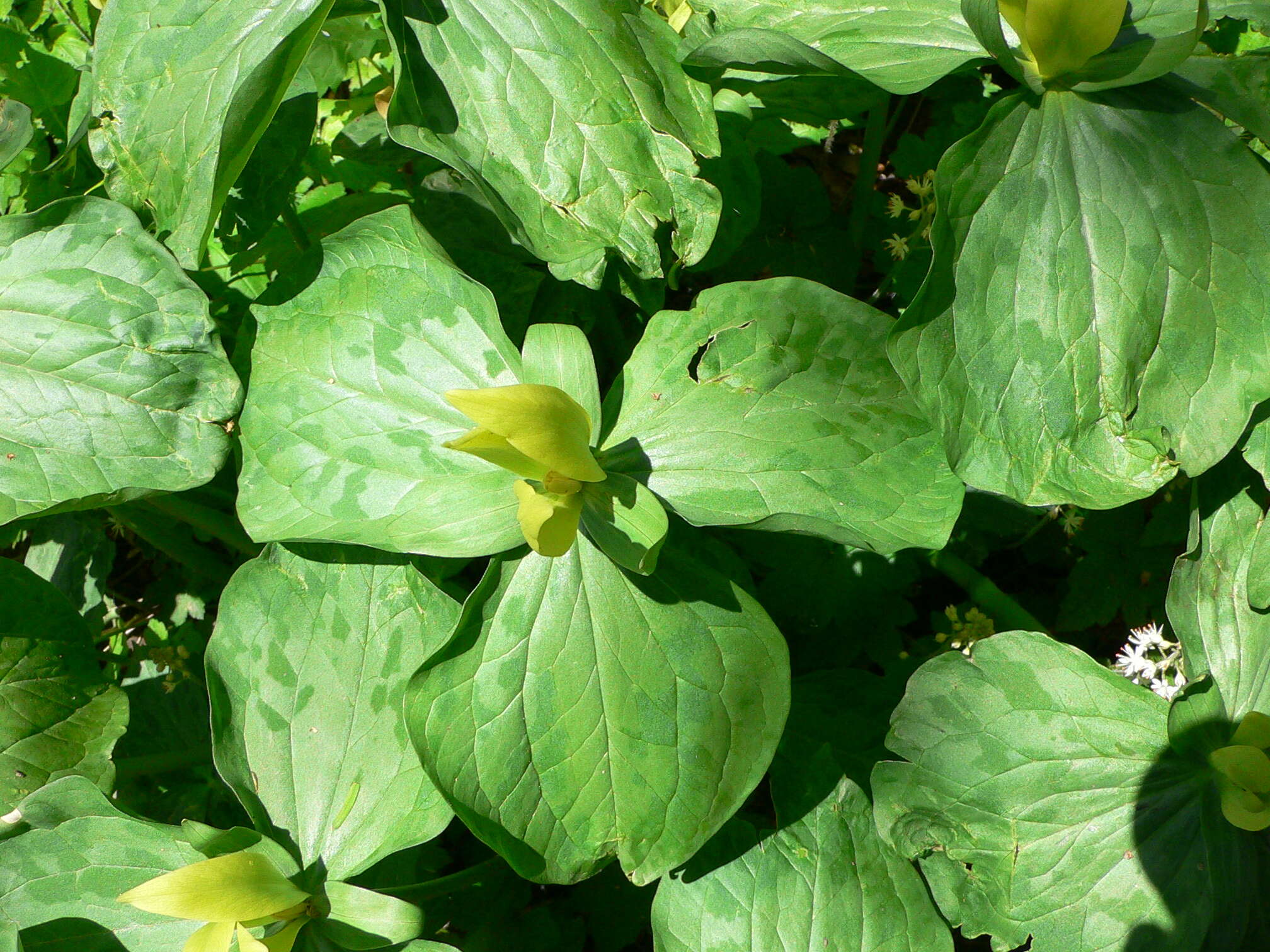 Trillium luteum (Muhl.) Harb. resmi