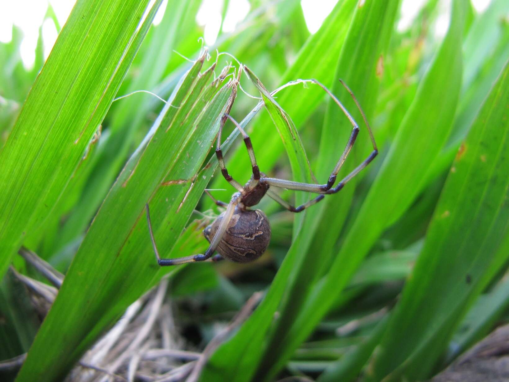 Image de Latrodectus geometricus C. L. Koch 1841