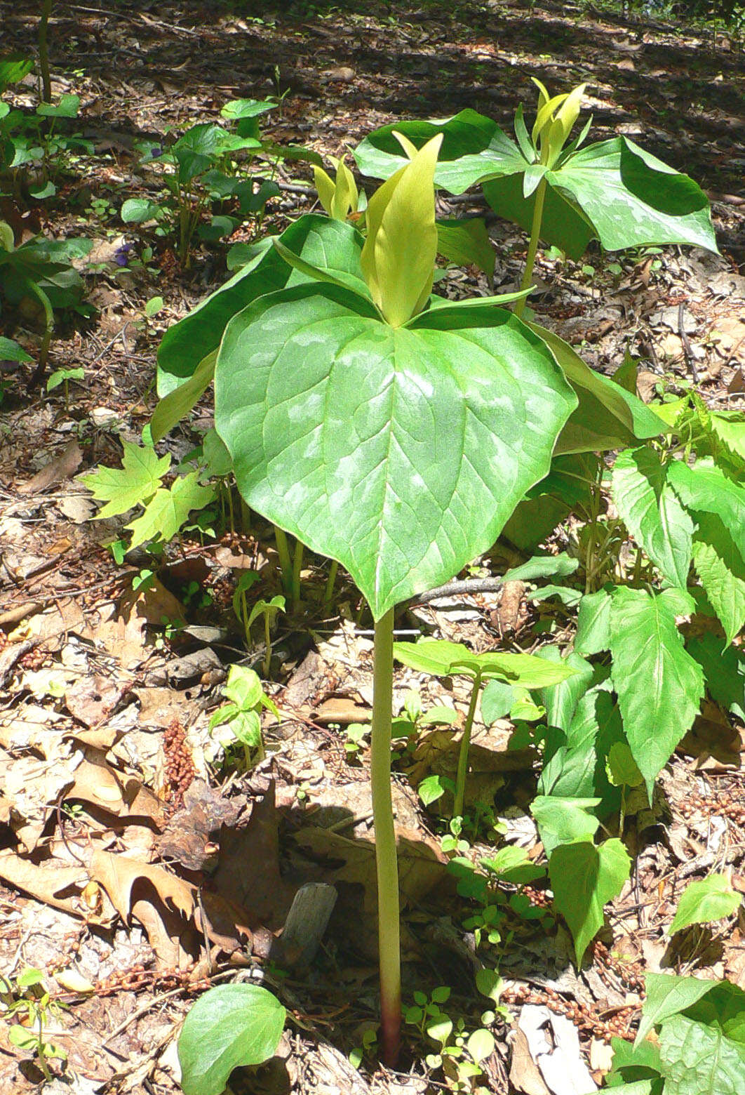 Trillium luteum (Muhl.) Harb. resmi