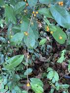 Image of Ficus heteropleura Bl.