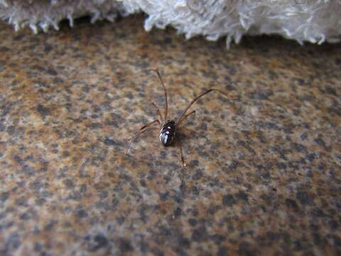 Image de Latrodectus geometricus C. L. Koch 1841