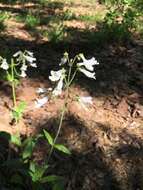 Слика од Penstemon arkansanus Pennell