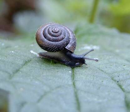 Image of Hairy Snail